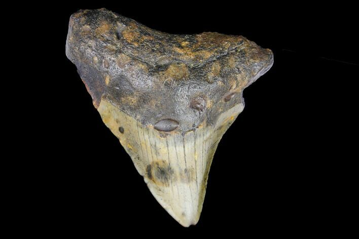 Juvenile Megalodon Tooth - North Carolina #147746